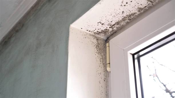 Best Mold Damage Restoration  in Cut Bank, MT