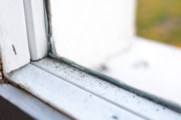 Best Black Mold Removal  in Cut Bank, MT