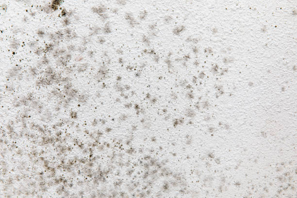 Mold Odor Removal Services in Cut Bank, MT