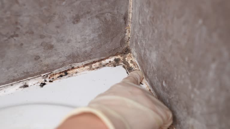 Best Asbestos and Lead Testing During Mold Inspection  in Cut Bank, MT